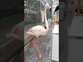 Flamingos chased after them. フラミンゴが追いかけてきた。掛川花鳥園