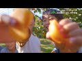 【福岡かきのご紹介】/  鈴なりの柿 篇 テレビCM15秒