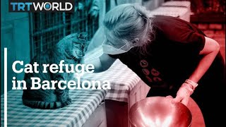 A cat refuge in Barcelona gets crowded because of Covid-19