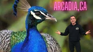 Living in Arcadia Ca | Los Angeles | San Gabriel Valley