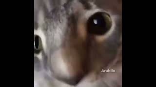 cute cat jumpscare...