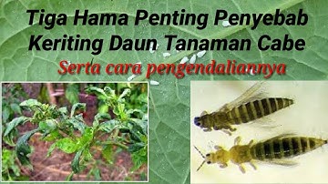 Tiga Hama Penting Penyebab Keriting Daun Tanaman Cabe Serta Cara Pengendaliannya