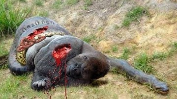 Python vs Monkey compilation 2022  Snake and monkey