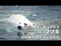 【東山動植物園公式】フブキ、初めての大きな運動場《 ホッキョクグマ　クマ 》