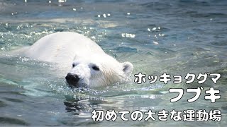 【東山動植物園公式】フブキ、初めての大きな運動場《 ホッキョクグマ　クマ 》