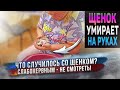 Трагедия с щенком. Вы тоже расплачетесь от этого видео 😭