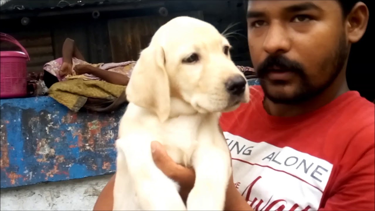 puppy paradise People Sale Their Home Breed Puppies At Galiff Street