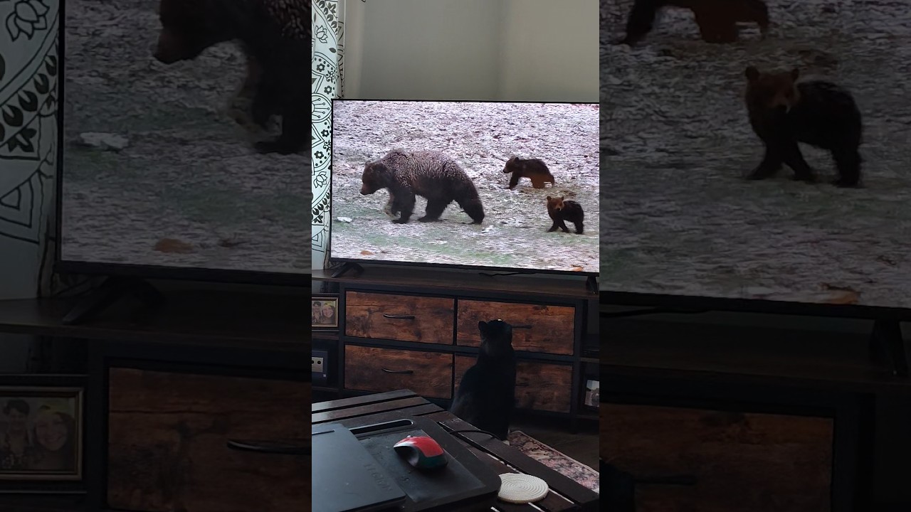 My cat, Tucker, is apparently into his bear documentary era. #cattv #bears #cats #catshorts