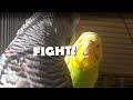 Why Do My Budgies Fight?