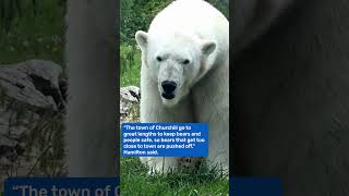 Polar Bear Gets Airlifted!