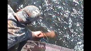 How to Catch Fish With Bare Hands