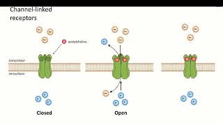 5 Drug Binding Receptors