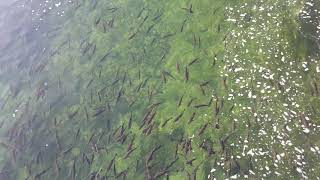 Sie Schwimmen Gegen Den Strom