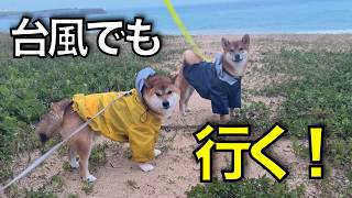台風でも散歩をやめない柴犬