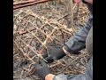 The process of building a perfect shelter from hay.