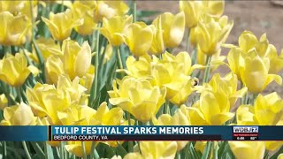 200,000 Tulips Bloom at Roanoke Valley Farm’s Second Annual Festival