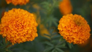Farmers in Mexico pick cempasuchil flowers ahead of Day of the Dead | AFP