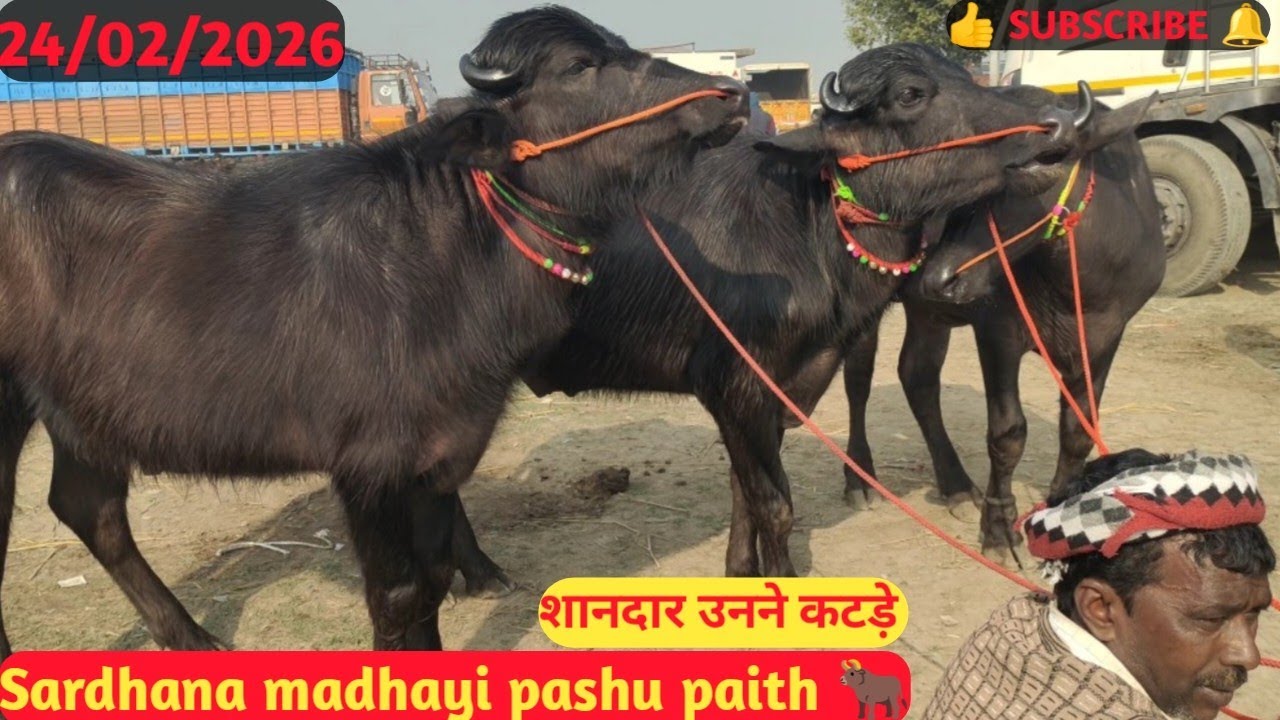  Madhayi pashu paith उनने कटड़े की पूरी जानकारी के लिए वीडियो को पूरा देखे 📹👆#hariompashumandi 