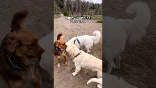 Love triangle :)#pup #puppy #dogs #doglife #dogtrovert #cute #maremma #sheepdog #goldenretriever