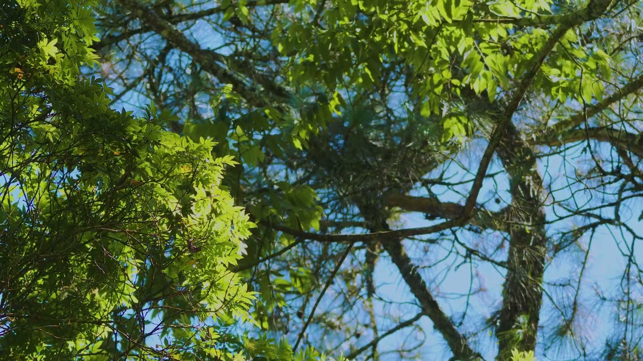 Gentle Healing Playlist | Classical Ensemble Music for Stress Relief and Peace 📖