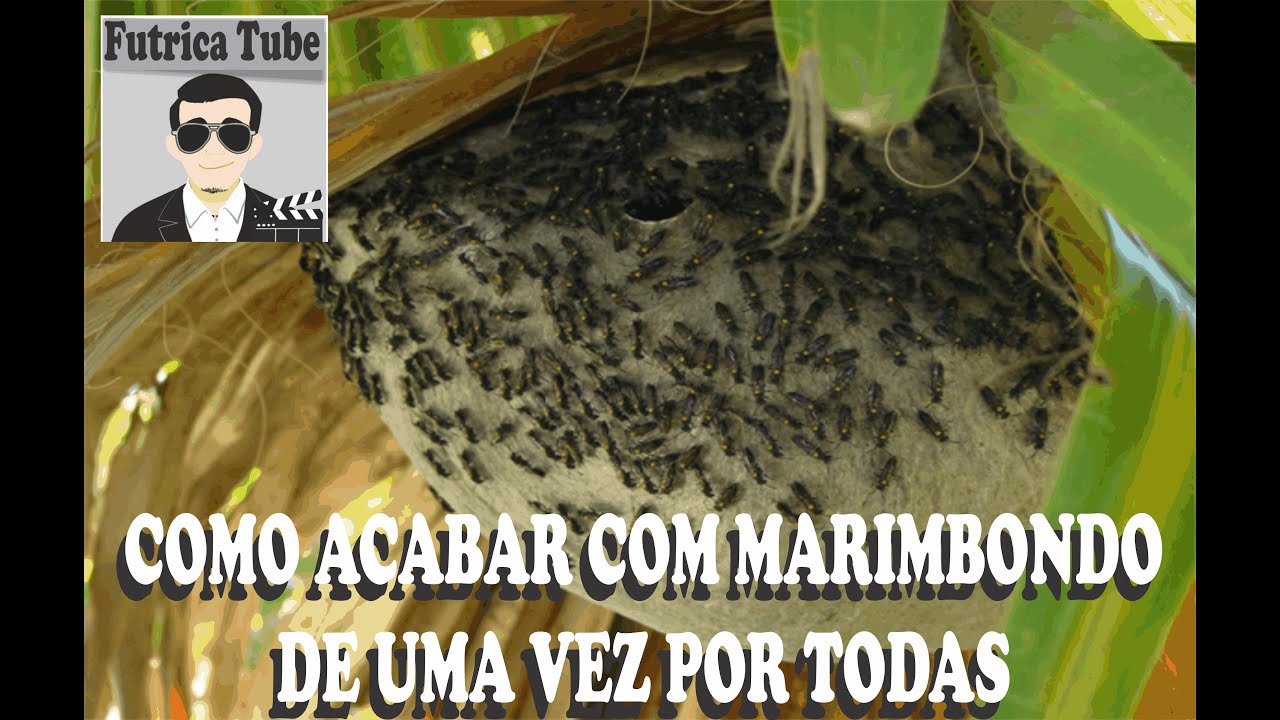MANEIRA CORRETA PARA ACABAR COM MARIMBONDO - YouTube