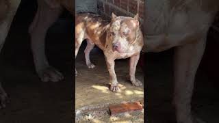 #clubedospitbulls #pitbull #americanbully #modapet #petsfofinhos