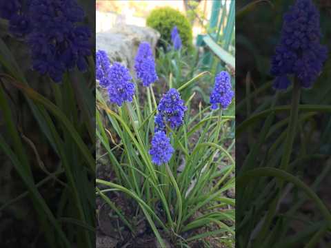 Мускари Блу Спайк (Blue Spike)- луковица, видео 1