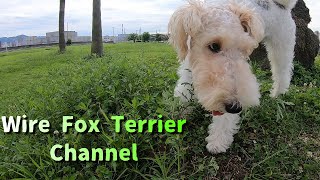 Wire fox terriers show us the wonders of the world by Wire Fox Terrier-CHANNEL 346 views 2 years ago 2 minutes, 1 second