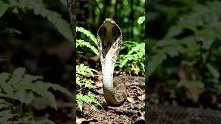 budhusaranaihemotama subcribe siyalu Sathwayo Suwapath Wewa 