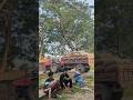 New paddy-laden tractor train crosses dangerous rail gate #automobile #railgate #roadcrossing