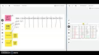 Transcription and Translation Example Problem