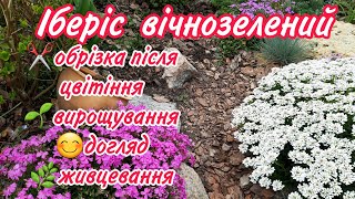 ІБЕРІС вічнозелений.ОБРІЗКА після цвітіння навесні. Вирощування, догляд,розмноження.Ідеальна рослина