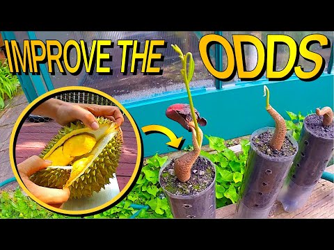What To Do With Durian Seeds