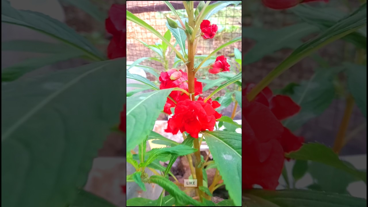 Balsam Flowers Blooming In My Garden 