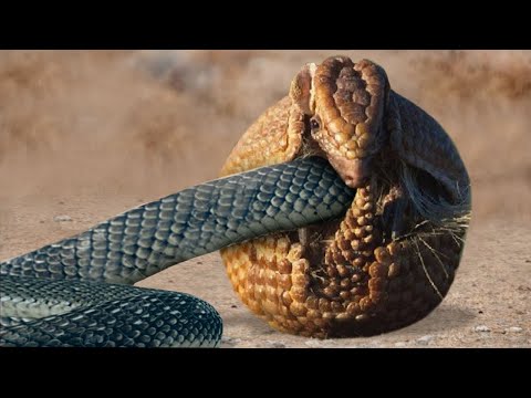 Видео: Эти Змеи Напали не на Того Противника! Редкие Сражения Животных , Снятые на Камеру!