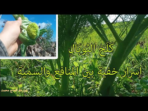 عظمة الله تتجلى في اسرار الطبيعة نبتة الكلخ تحييرالخبراء بين سميتها ومنافعها