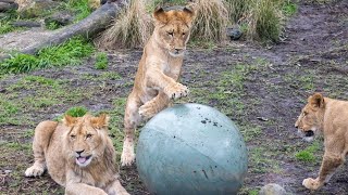‘Wasn’t a struggle’ to return Taronga Zoo lions back to their enclosure screenshot 2