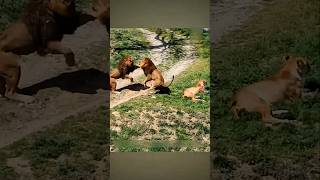 King Sher snatched a lioness from a lion | King Lion Vs Stray Lion #lion #wildlife #lioness #shorts