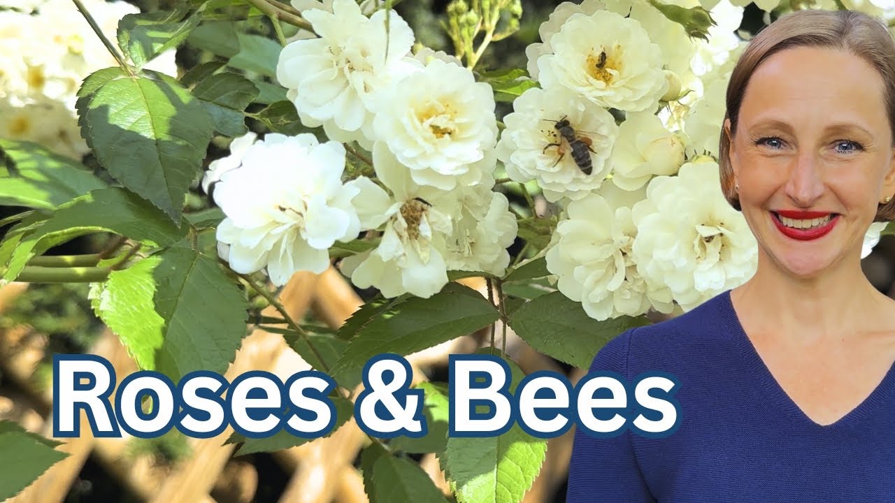 Bee-Friendly Roses 🌹🐝 | How I Make My Garden a Pollinator Paradise