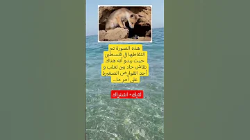 هذه الصورة تم التقاطها في فلسطين حيث يبدو أنه هناك نقاش حاد بين ثعلب و أحد القوارض الصغيرة على أمر 