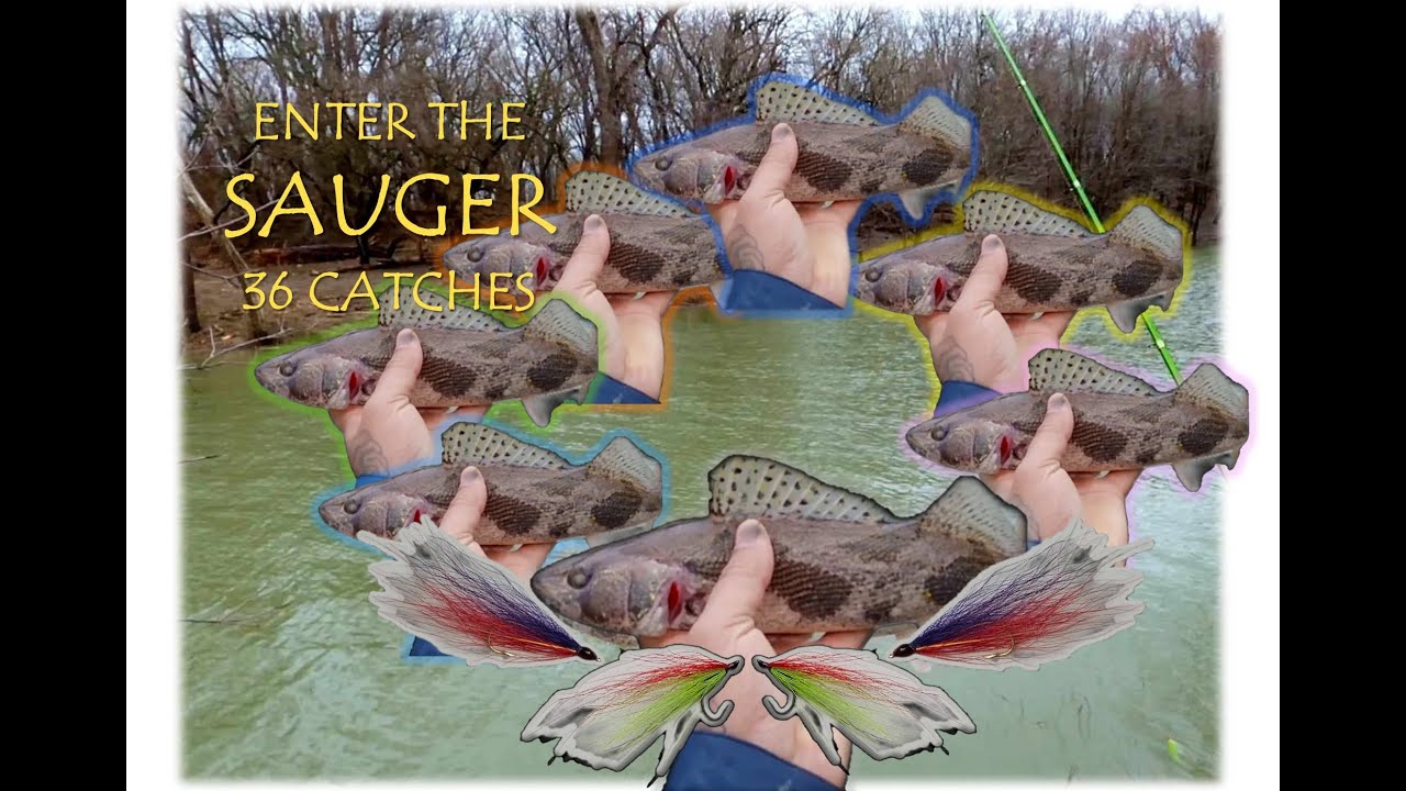 ENTER THE SAUGER 36 Catches YouTube