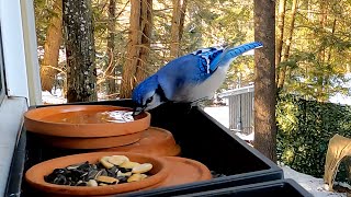 How well does Jay hide peanuts?