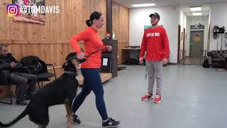 Having trouble with your dog? Watch this dog training video