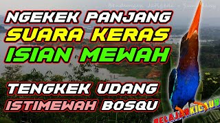 🔴TEMBAKAN MEWAH TENGKEK UDANG, PALING DI CARI KICAU MANIA BIAT MASTERAN