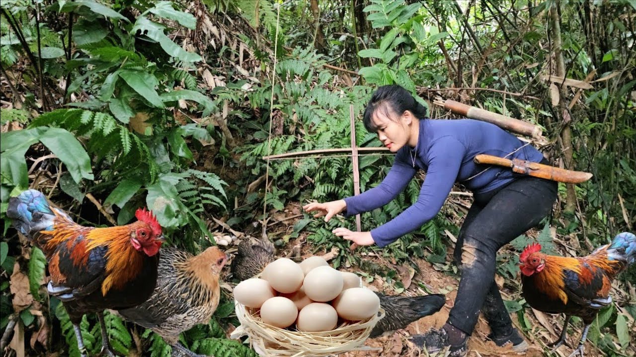 The woman caught a pair of wild chickens using a trap and raised them.
