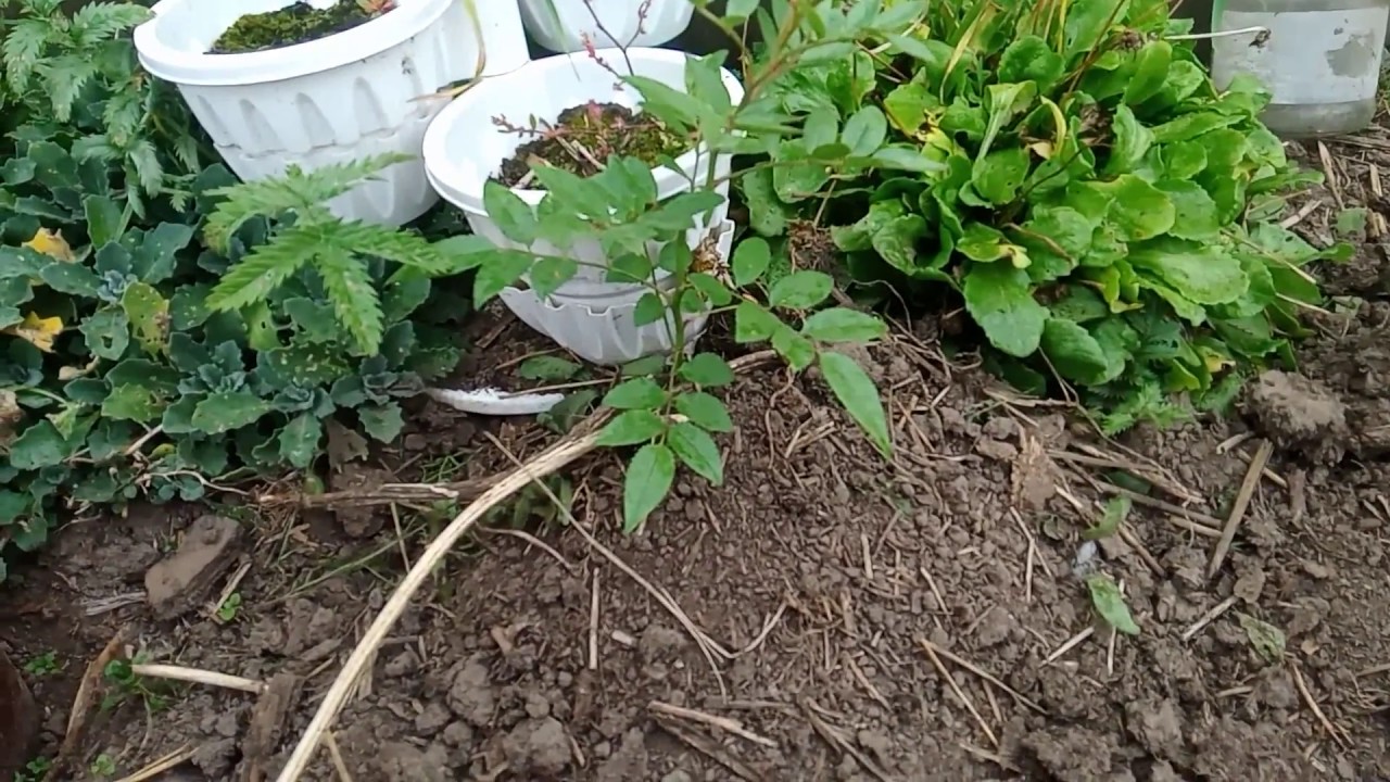 Как подготовить розы к зиме. - YouTube