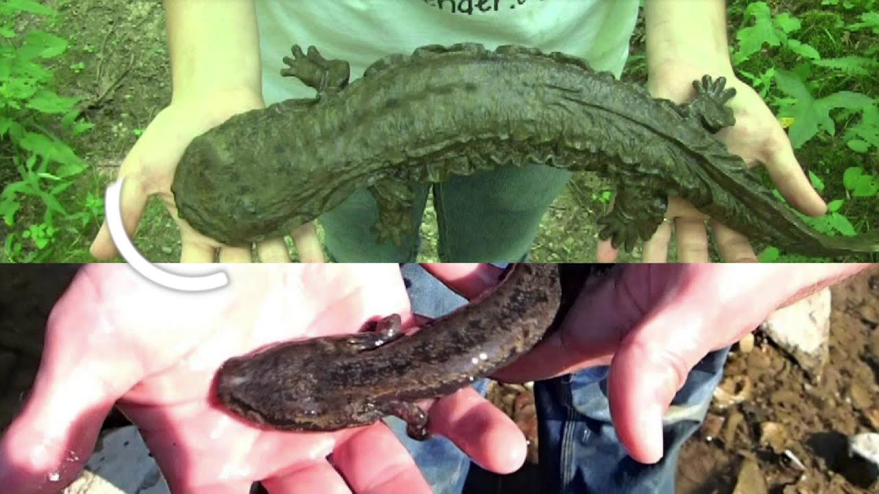 hellbender vs mudpuppy graphics YouTube