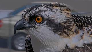 Wensi Calls For Fish On Hellgate Osprey Cam | August 30, 2026