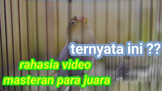 rahasia video para juara lovebird, pancingan lovebird ngekek panjang agar juara