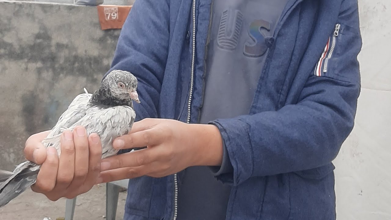 Bohat Acha pigeon baby pakra 🥰🥰